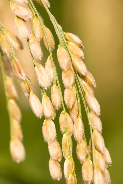 stock image close up of rice plantation 