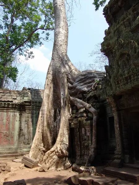 Angkor Wat Tapınağındaki Harabelerin Üzerinde Büyük Ağaç Kökü Büyüyor — Stok fotoğraf