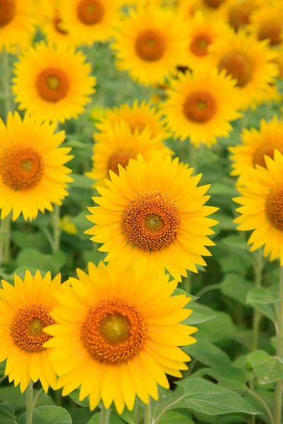Sluitingen Van Bloeiende Zonnebloemen Het Veld Overdag — Stockfoto