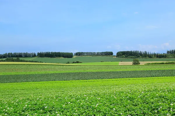 Ландшафт Поля Пшеницей — стоковое фото