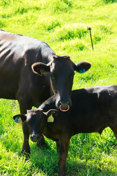 Vaches Pâturant Dans Champ Vert — Photo