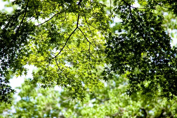 自然の背景にある木の緑の葉 — ストック写真