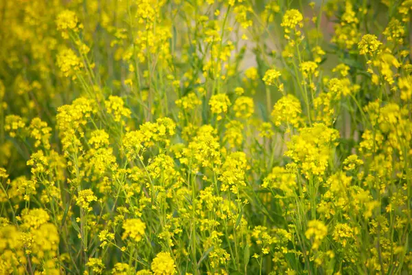 Beautiful Yellow Flowers Green Plants Garden — Stock Photo, Image