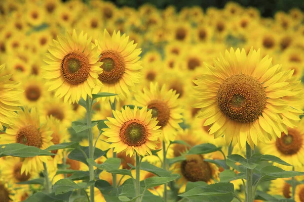 Sluitingen Van Bloeiende Zonnebloemen Het Veld Overdag — Stockfoto