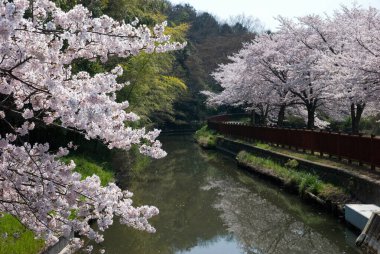 Japonya 'da kiraz çiçekleri, Tokyo