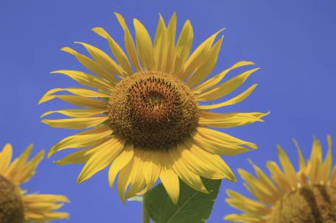 Güneşin mavi gökyüzünde parladığı güzel ayçiçekleri         