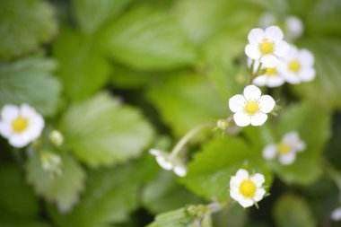 Doğa arka planında güzel çiçek tarlaları