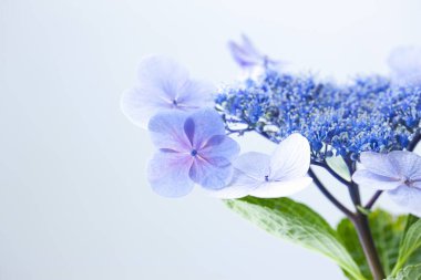 Beyaz arkaplanda mavi çiçekler