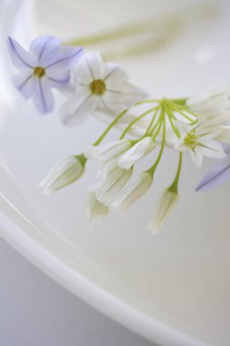 Beyaz bir tabakta beyaz çiçekler