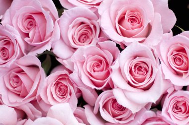 Güzel çiçeklere yakın, parlak güllere