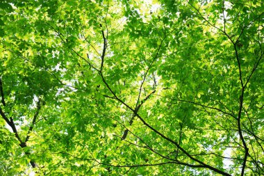 Ağaçtaki yeşil yapraklar