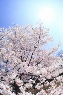 İlkbaharda kiraz çiçekleri, sakura ağaçları                