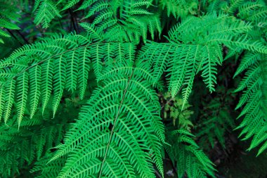 Güzel botanik fotoğrafı, doğal duvar kağıdı.