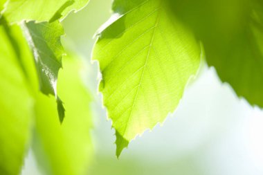 beautiful green leaves on blurred background 