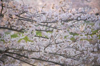 Bahçede güzel bahar çiçekleri