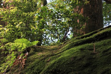 Ormanda yeşil ağaçlar