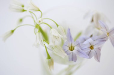 beyaz arkaplanda beyaz ve mavi çiçekler