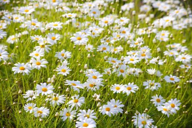 Bahçedeki papatya çiçekleri