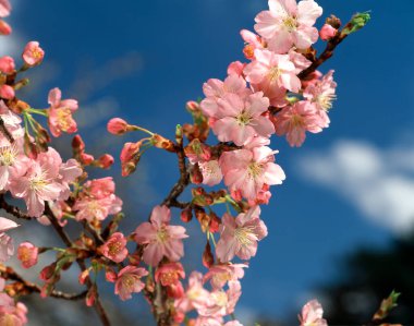 Ağaç dallarında pembe sakura çiçekleri