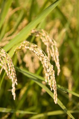 close up of rice plantation 