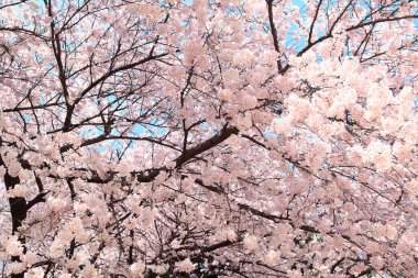 Güzel kiraz çiçeklerinin yakın görüntüsü. Çiçek arka planı