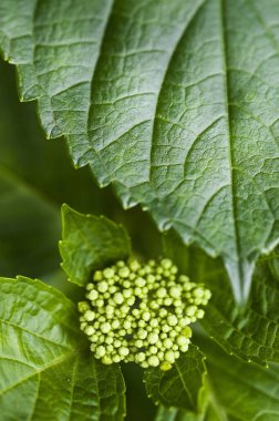 Yeşil yapraklar ve küçük çiçek tomurcukları, yakın plan.    