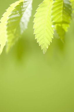 beautiful green leaves on blurred background 