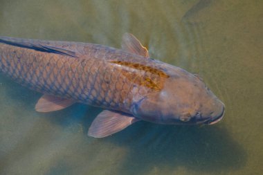 Suda yüzen sazan balığının yakın çekim görüntüsü       