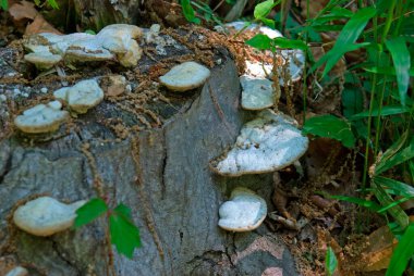 Ormandaki kütükte mantarlar