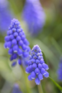 Bahçedeki güzel mor muscari çiçekleri