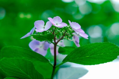 Yeşil yapraklı, güzel, mor bir çiçeğin yakın çekimi.