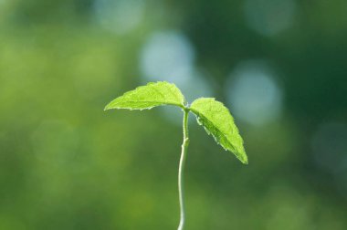 Yeşil bitki üzerinde arka plan bulanık 
