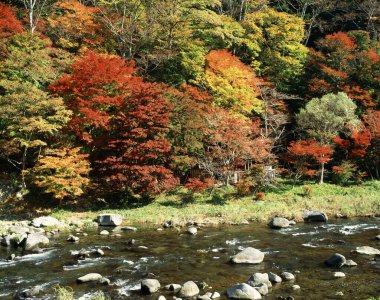 Sonbaharda sonbahar ormanı