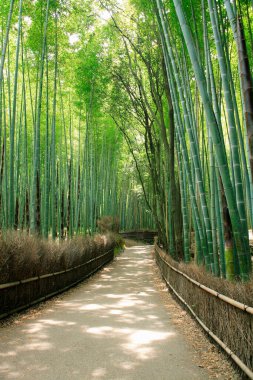 Ortada bambu yolu olan yeşil orman.