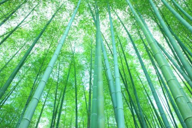 güzel yeşil bambu ormanı