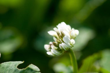 Bulanık arkaplanı olan güzel beyaz çiçeğe yakın plan
