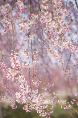 Bahar parkında güzel pembe kiraz çiçekleri          