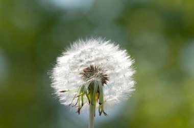 Bulanık arkaplanda beyaz karahindibaları kapat 