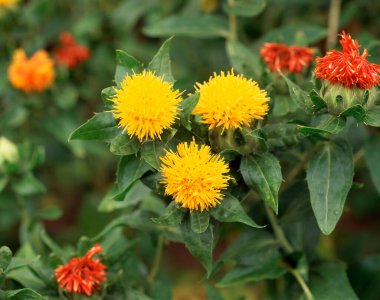 Güzel botanik fotoğrafı, doğal duvar kağıdı.