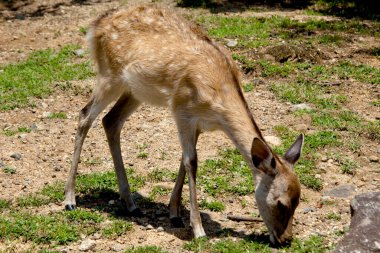 Yeşil çayırlarda otlayan sevimli küçük geyikler. 