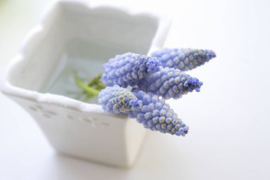 Beyaz vazoda mavi sümbül çiçekleri 