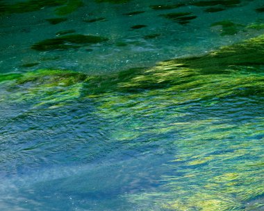 Nehirde akan yeşil yosun bitkileri