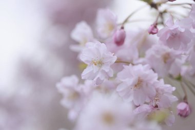 Bahçedeki güzel pembe sakura çiçeklerinin yakın çekimi. 