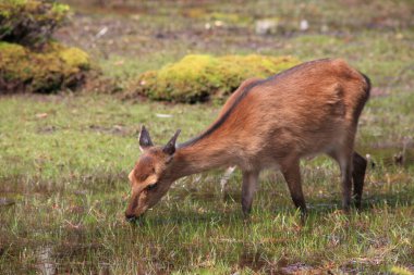 Parktaki genç bir geyiğin portresi.