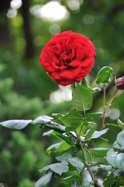 Bahçede güzel kırmızı güller