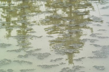 Güzel göl manzarası