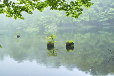 Ormandaki gölün güzel manzarası