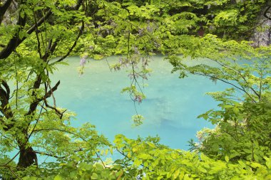Ormandaki nehrin güzel manzarası