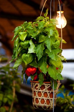 Yeşil yapraklı bitki sepeti