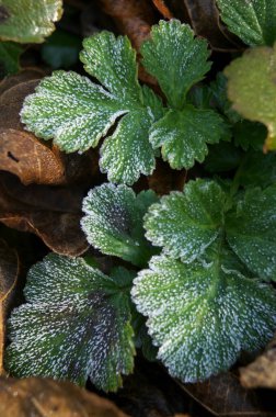 Donmuş yeşil yapraklar, sonbahar çiçekleri 